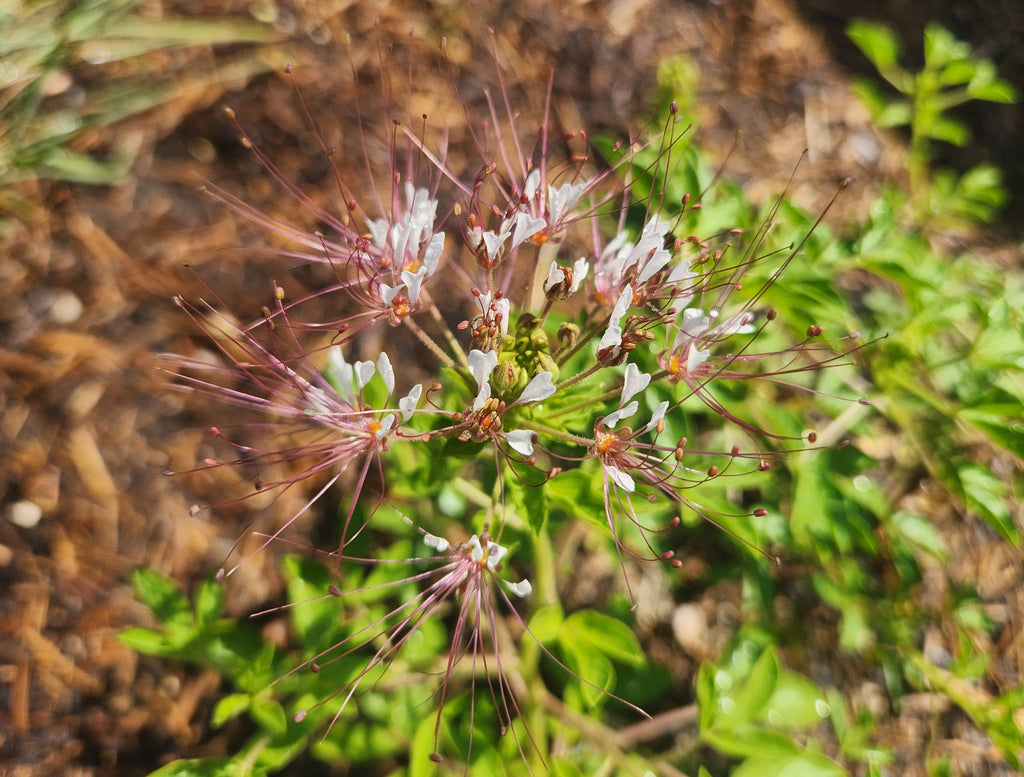 Polanisia dodecandra (Clammyweed)